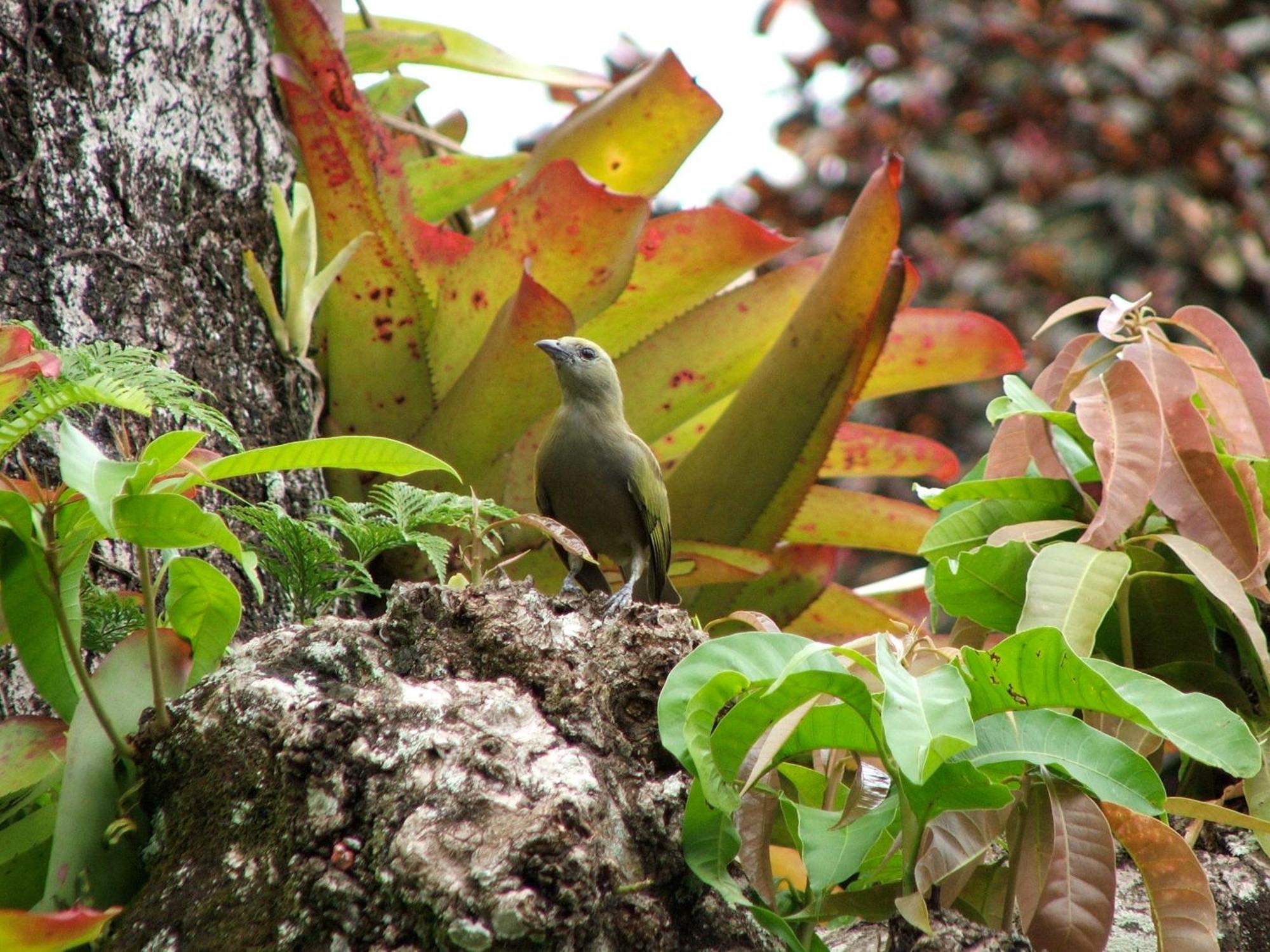 Pousada Cauca Ilha Grande  Экстерьер фото
